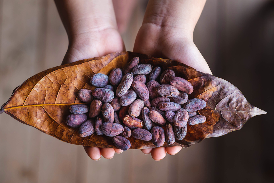 Dried Cocoa Beans on Cocoa Leaves
