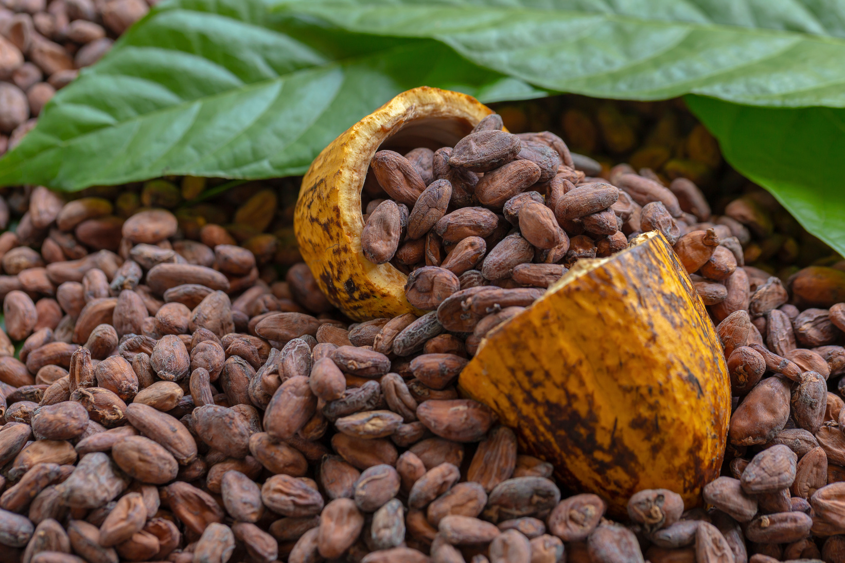 Cocoa Beans and Cocoa Fruits on wooden, Cocoa concept